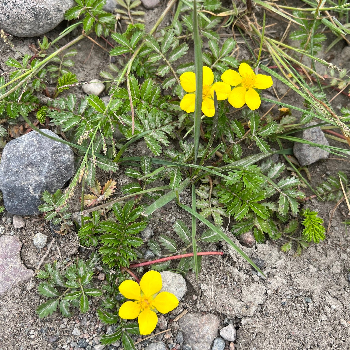 Silverweed Cinquefoil