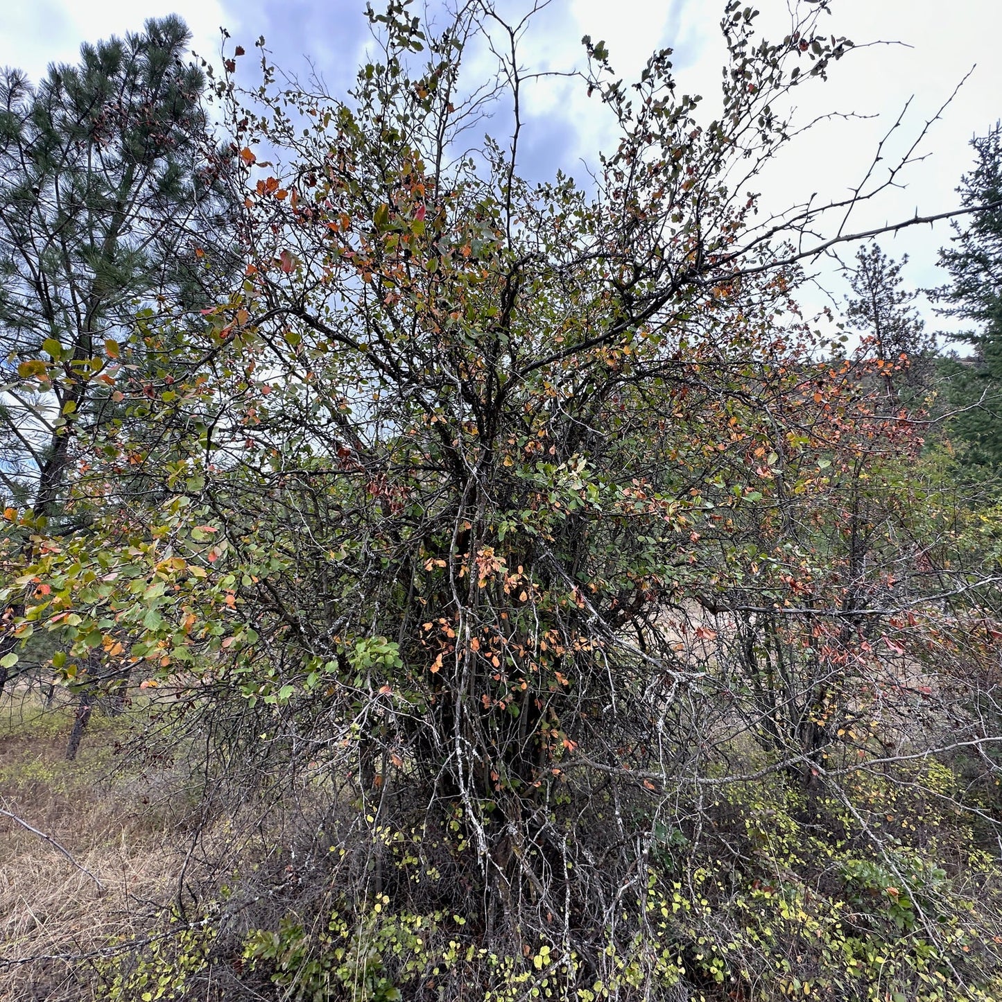 Black Hawthorne