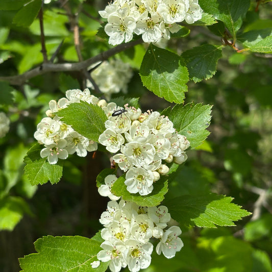 Black Hawthorne