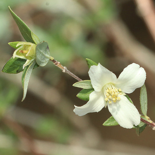 Littleleaf Mock Orange 'Desert Snow'