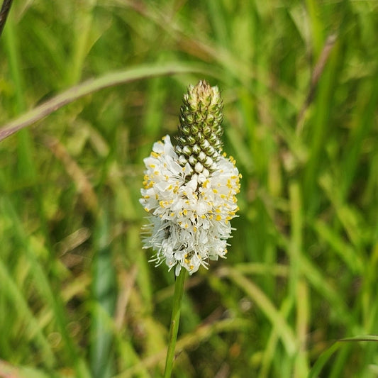 White Prairie Clover