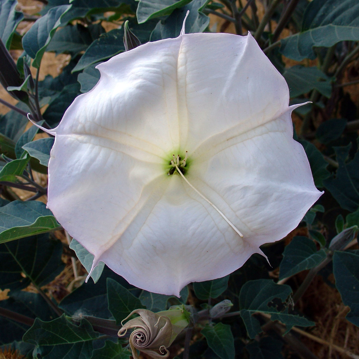Sacred Datura