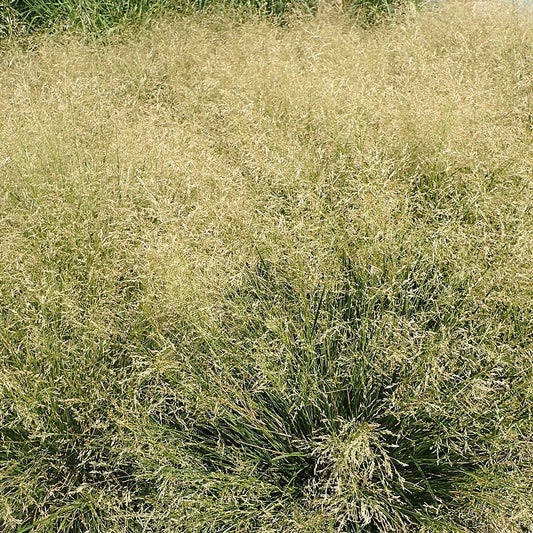 'Goldtau' Tufted Hair Grass