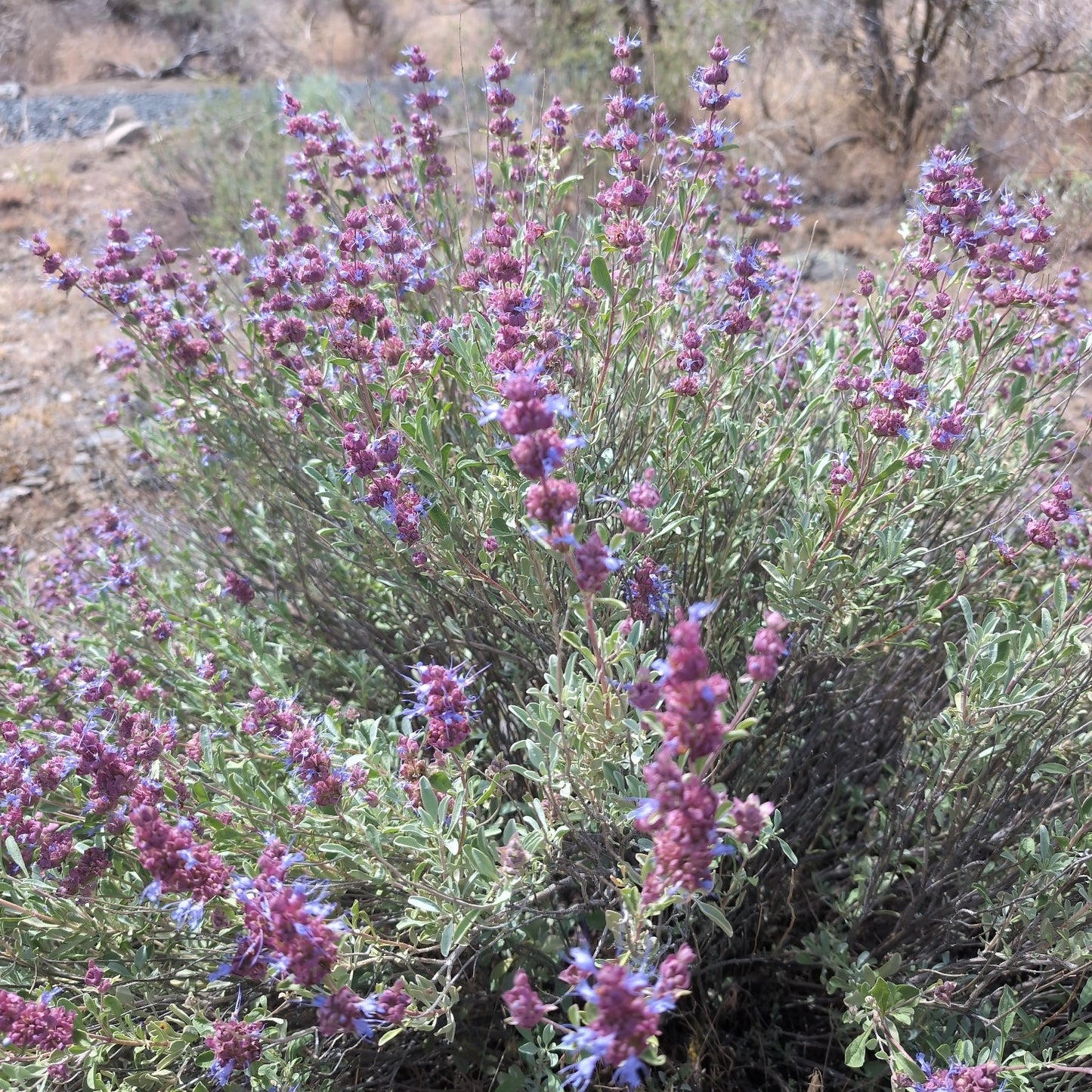 Desert Sage