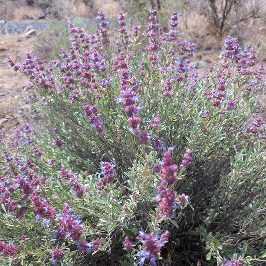 Desert Sage