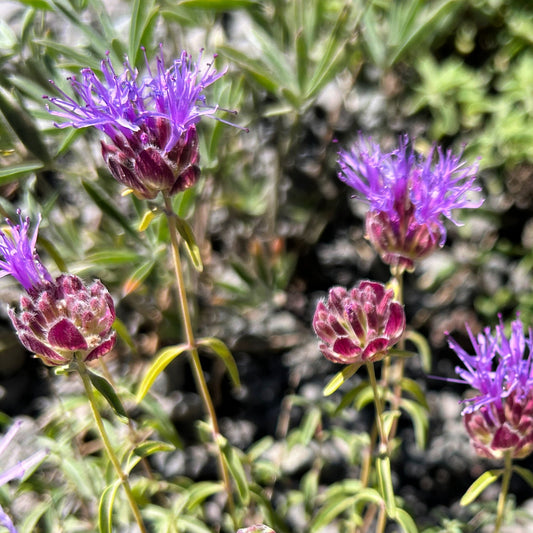 Mountain Beebalm