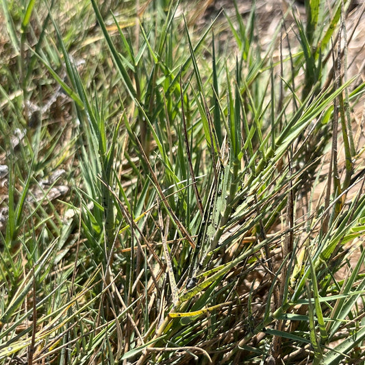 Inland Saltgrass
