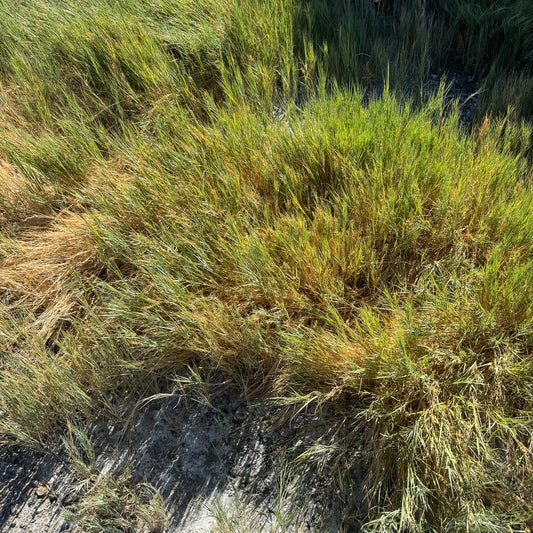 Inland Saltgrass