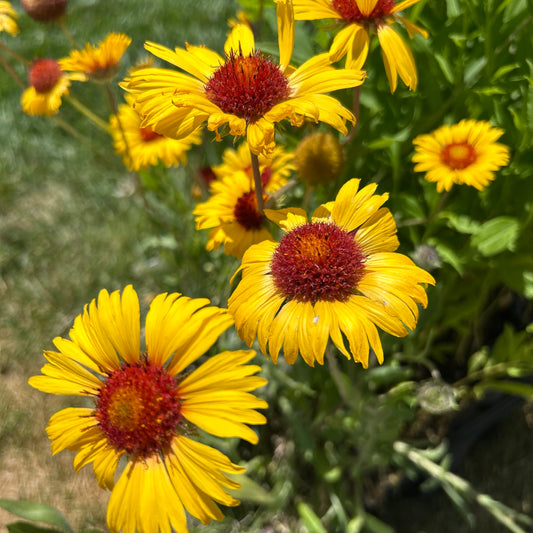 Blanketflower