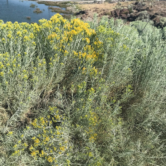 Dwarf Blue Rabbitbrush