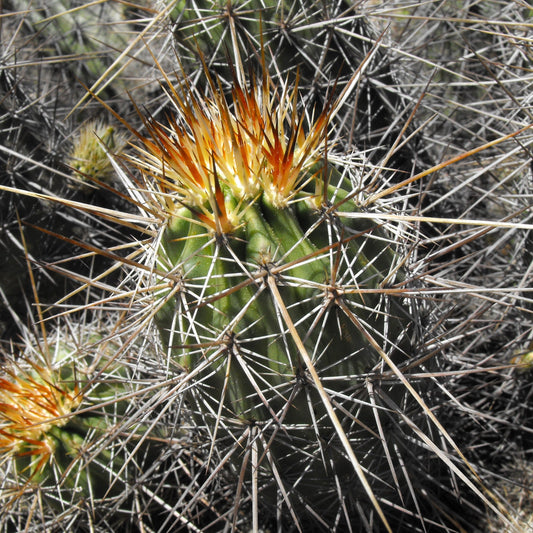 Englemann’s Hedgehog Cactus