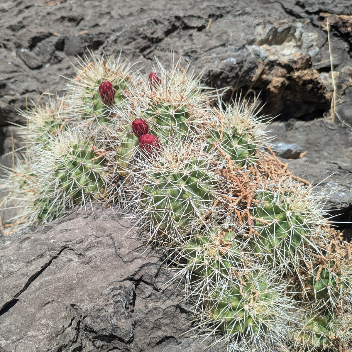 Mojave Kingcup Cactus