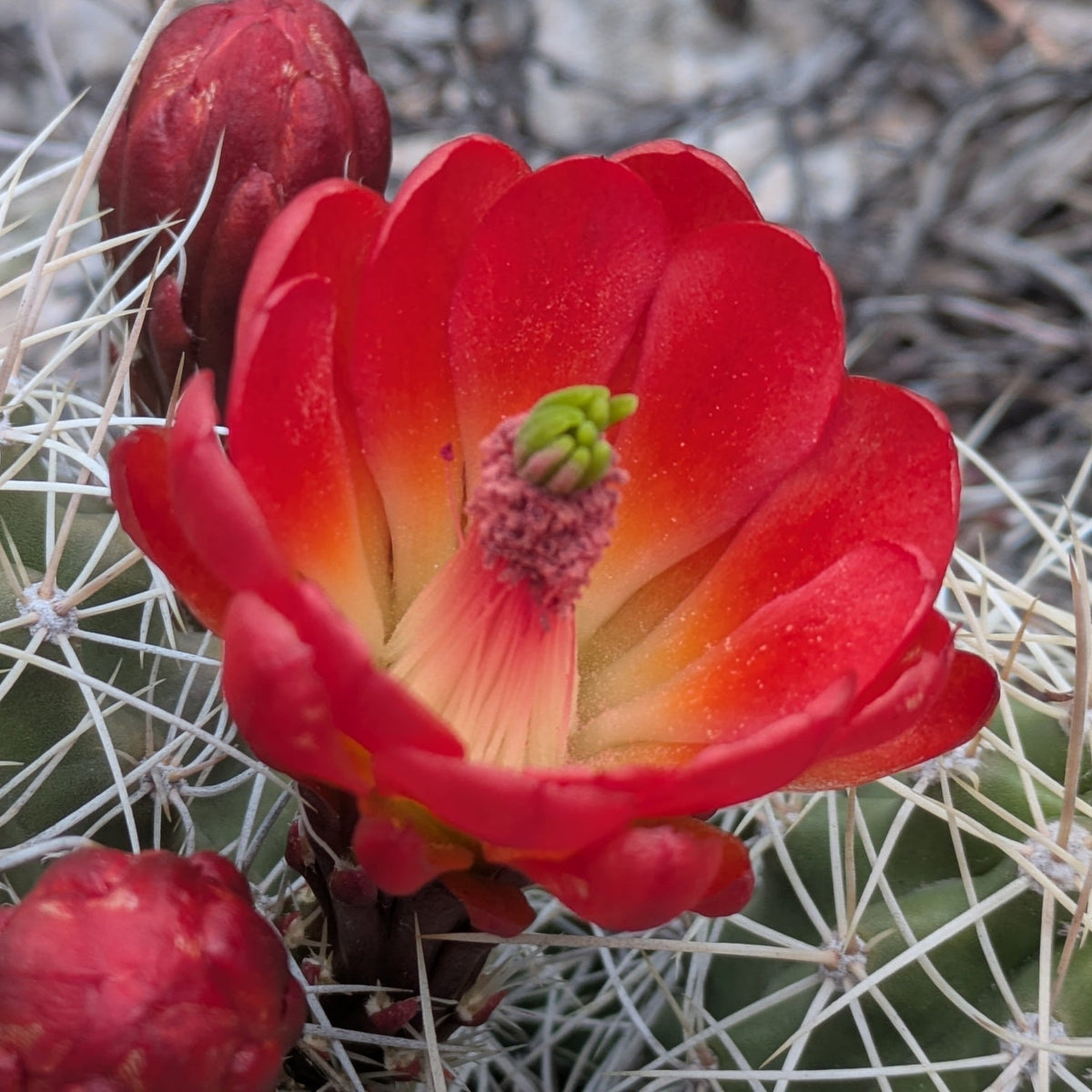 Mojave Kingcup Cactus