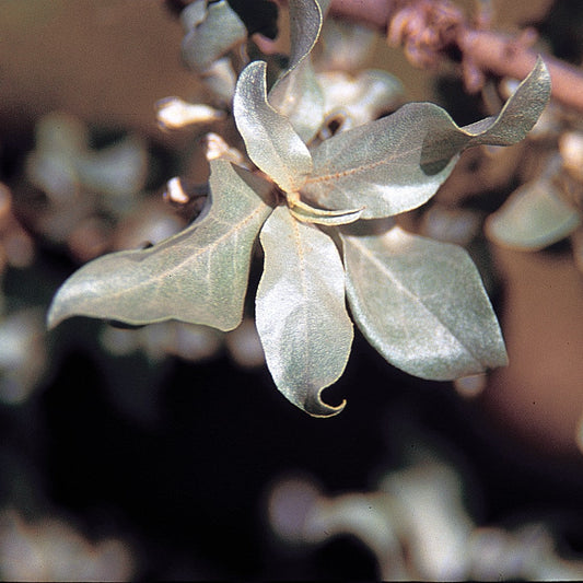 Silverberry