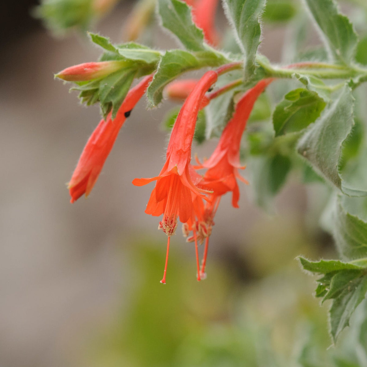 Hummingbird Trumpet ‘Wasatch Fire’