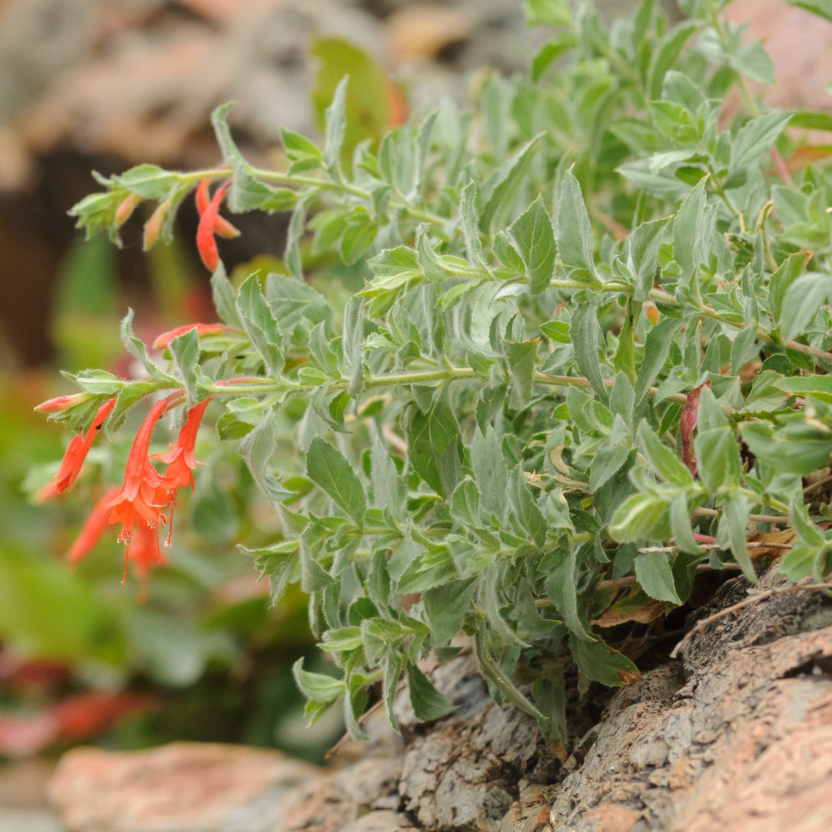 Hummingbird Trumpet ‘Wasatch Fire’
