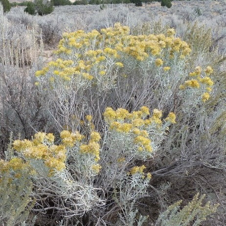 Dwarf Rubber Rabbitbrush