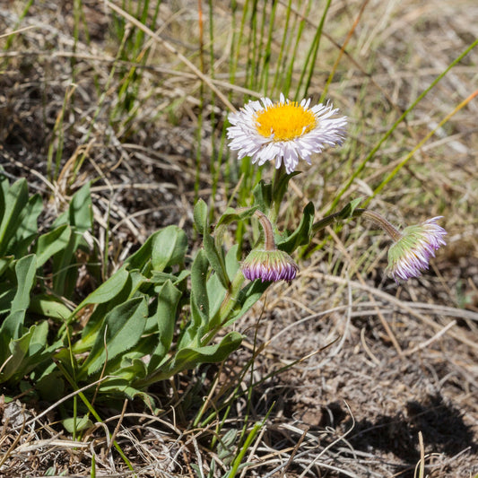 Mountain Fleabane 'Rambler'