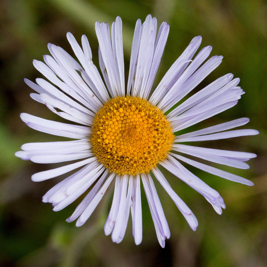 Mountain Fleabane 'Rambler'