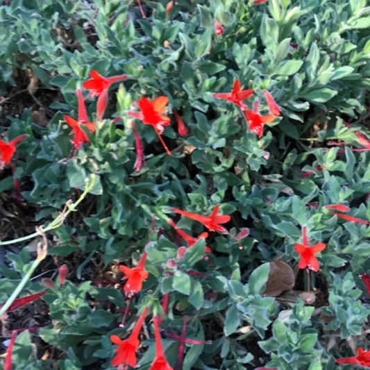 Hummingbird Trumpet ‘Everett’s Choice’