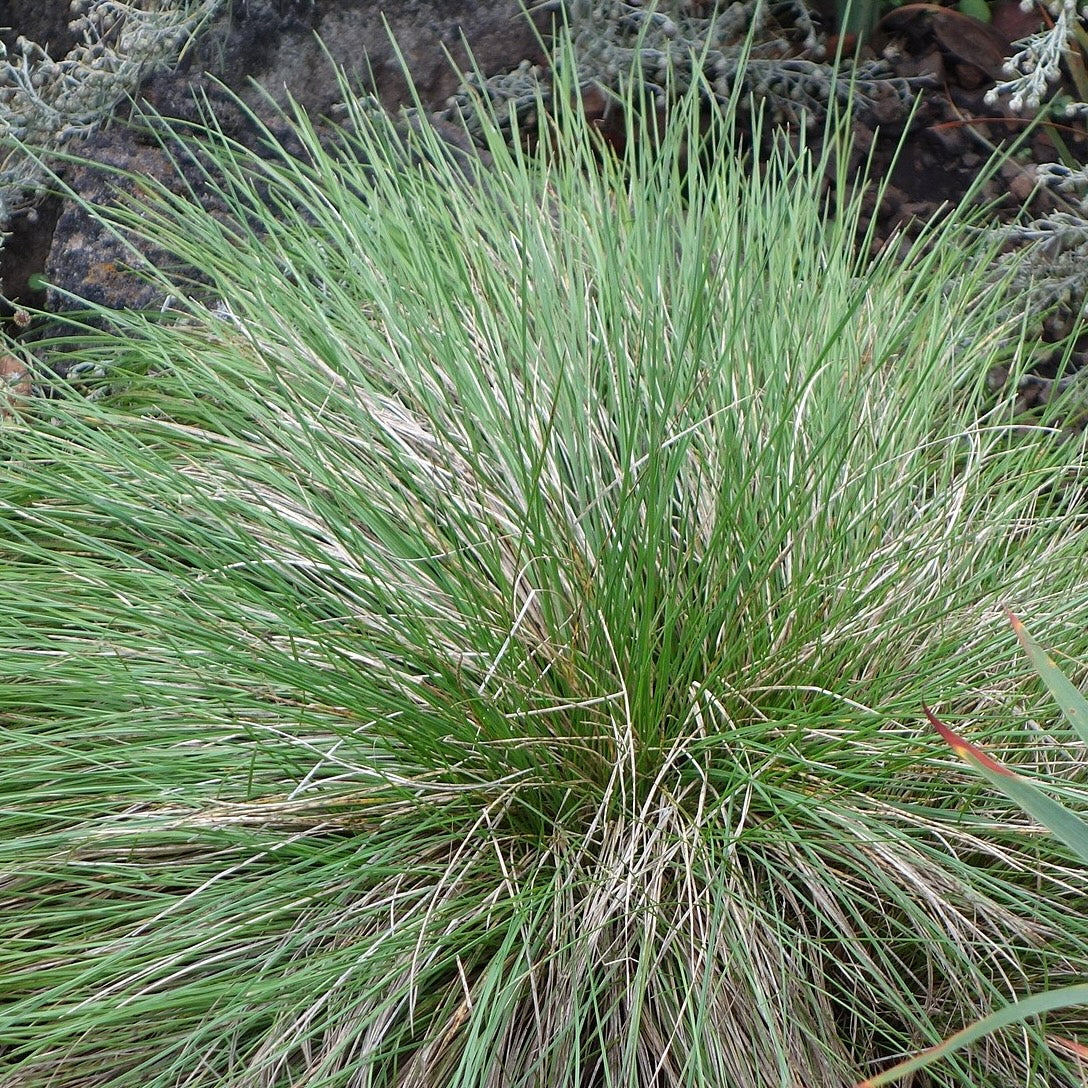 Idaho Fescue