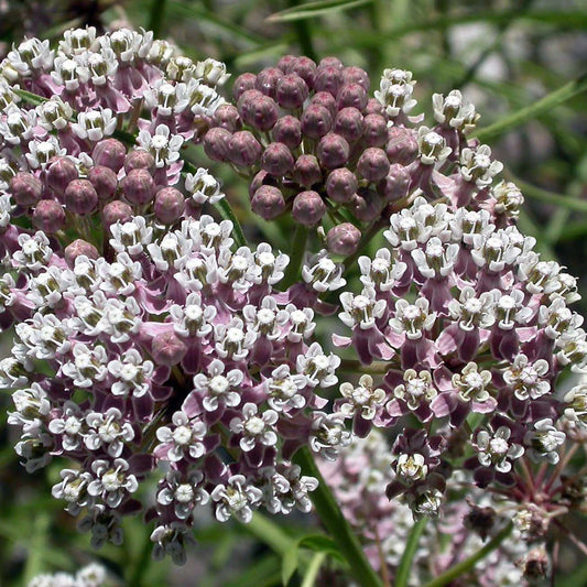 Narrowleaf Milkweed