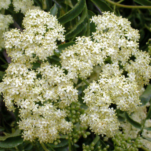 Blue Elderberry