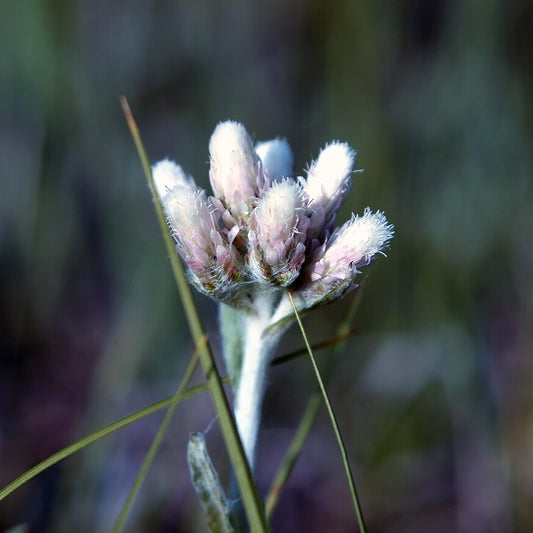 Littleleaf Pussytoes