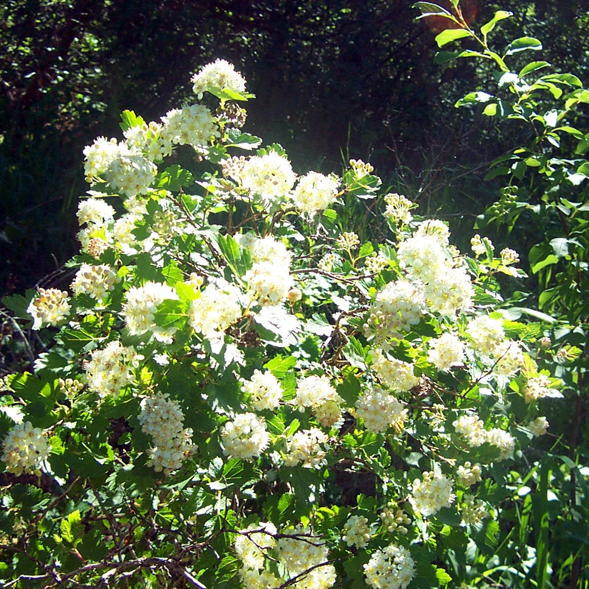 Mountain Ninebark 'Grey Rock'