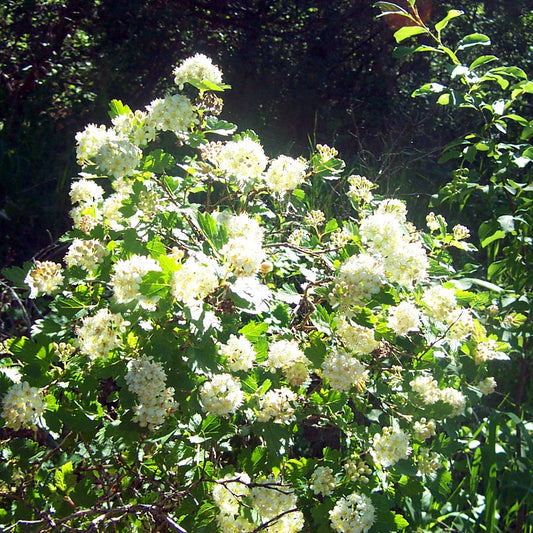 Mountain Ninebark 'Grey Rock'