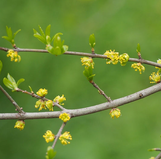 New Mexico Privet