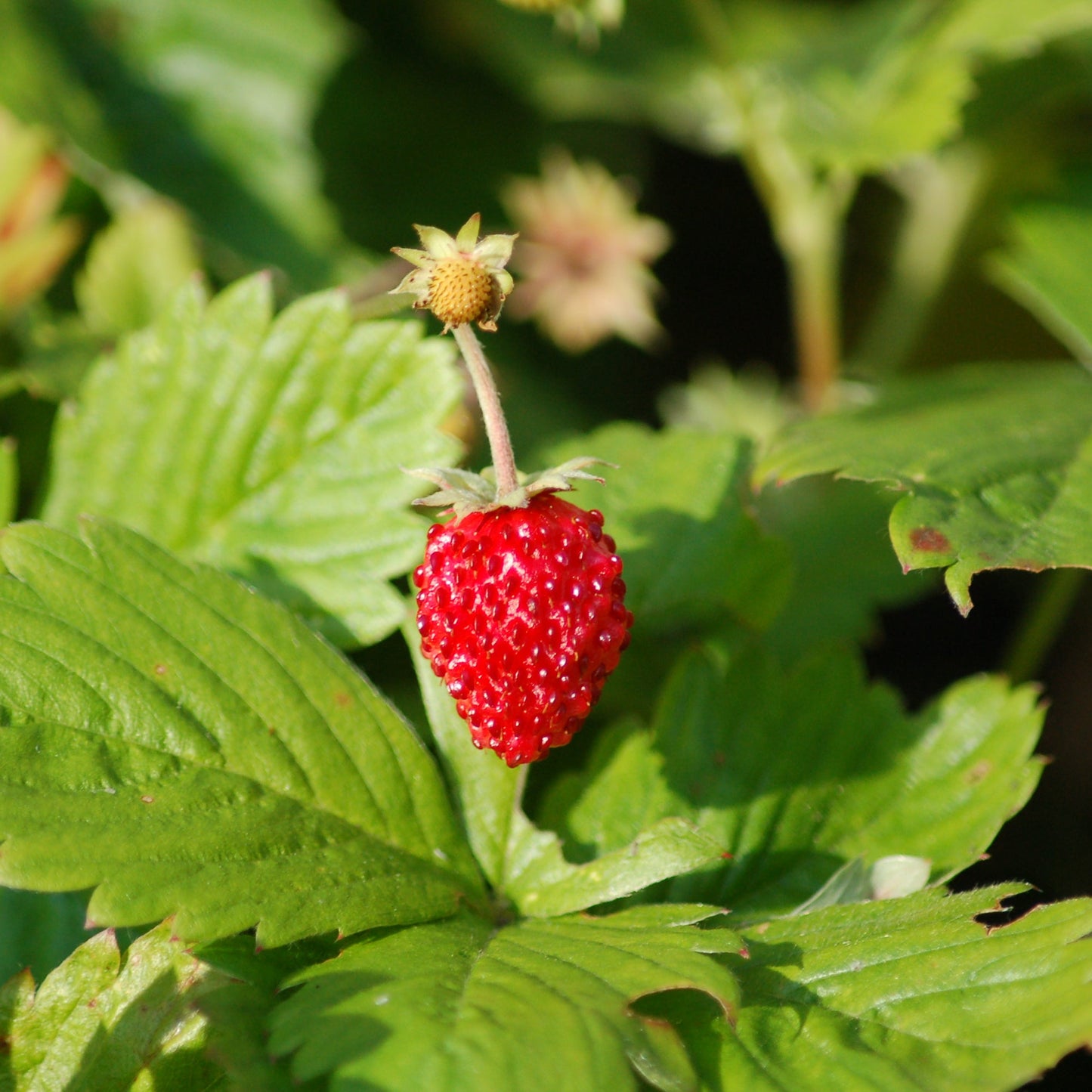 Alpine Strawberry ‘Alexandria’