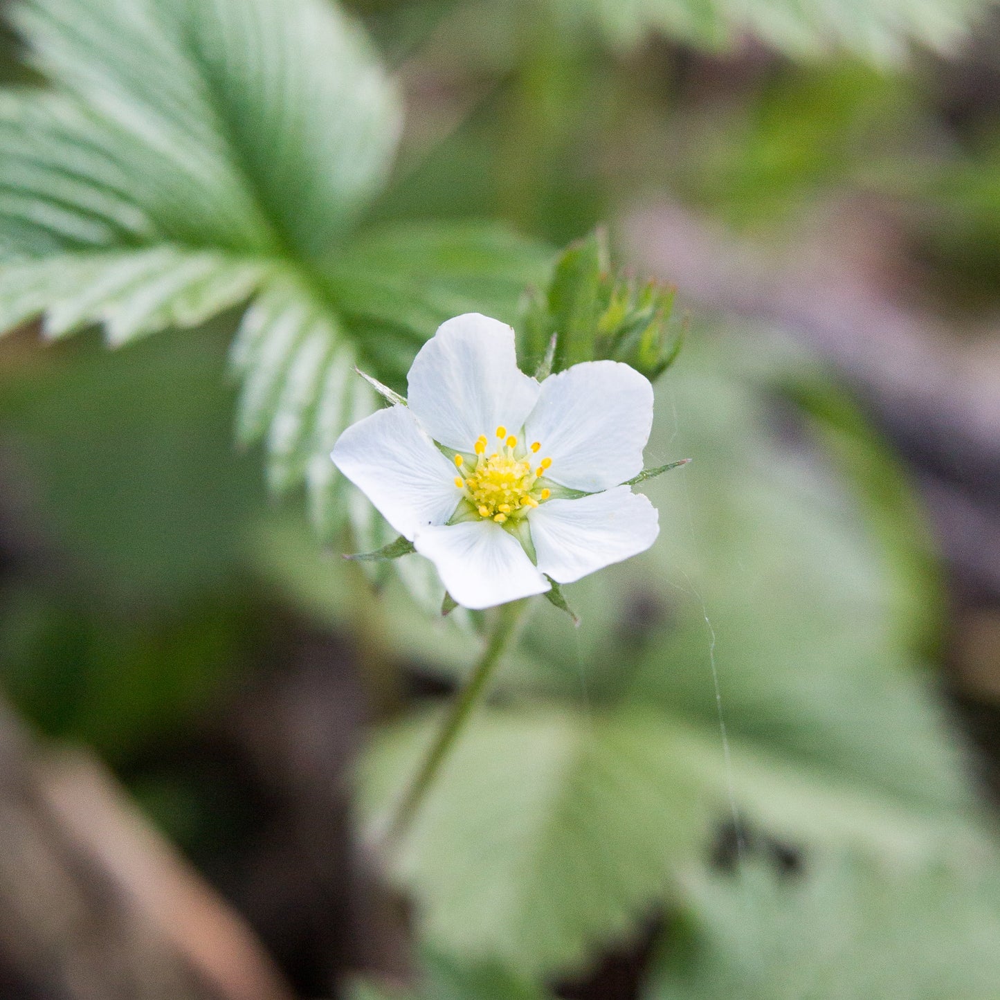 Wild Strawberry