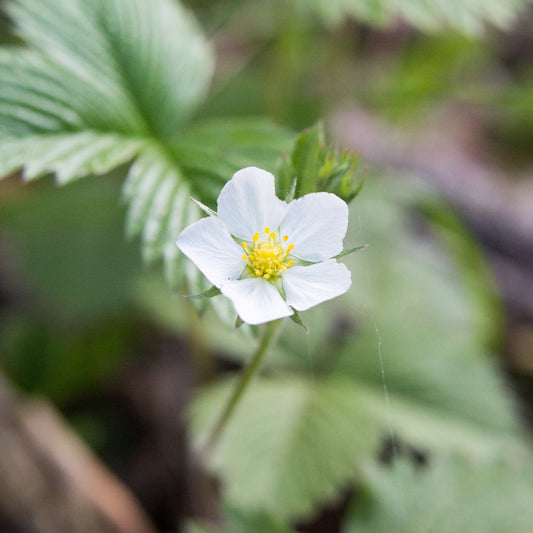 Wild Strawberry
