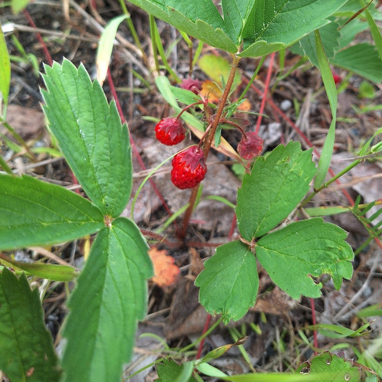 Wild Strawberry