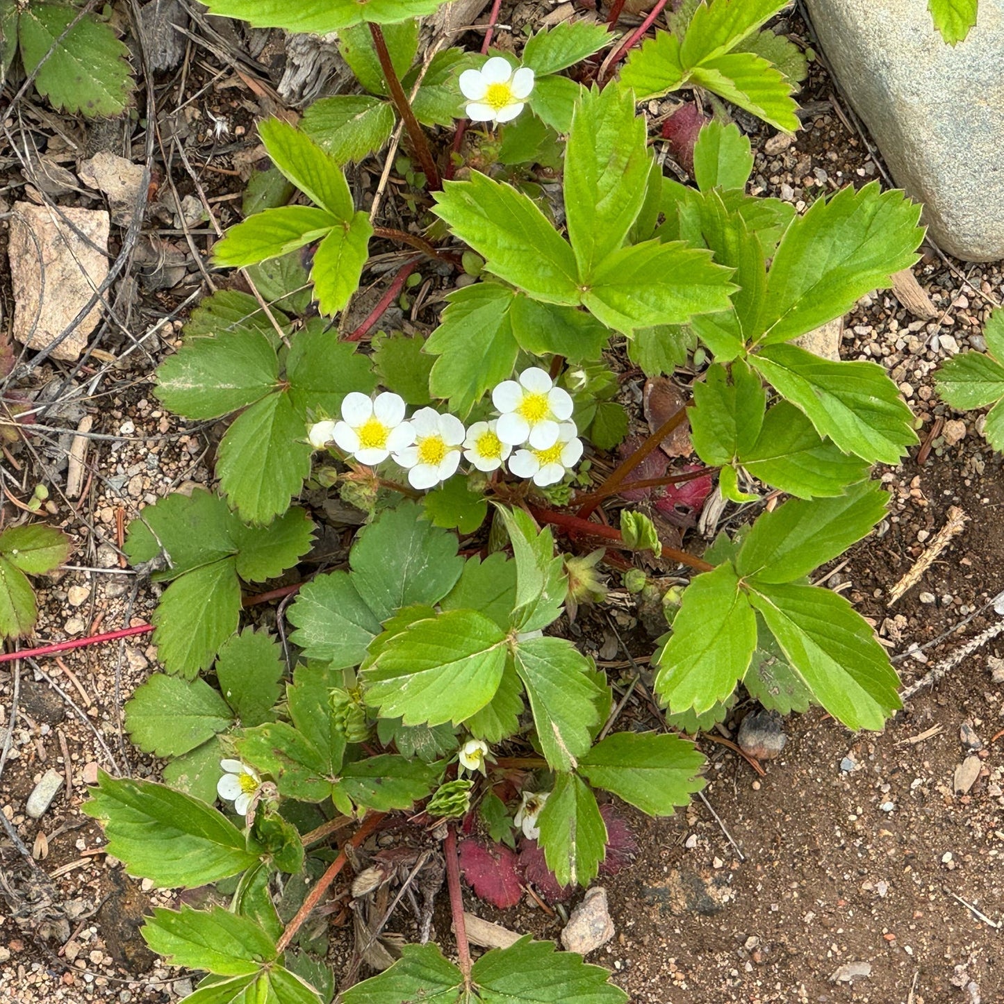 Wild Strawberry