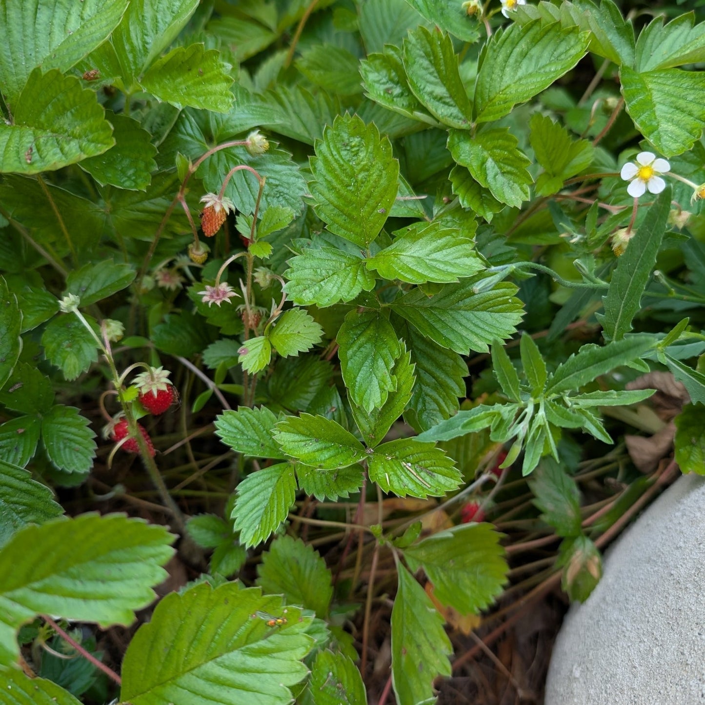 Wild Strawberry