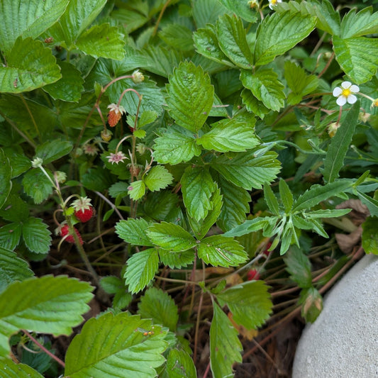 Wild Strawberry