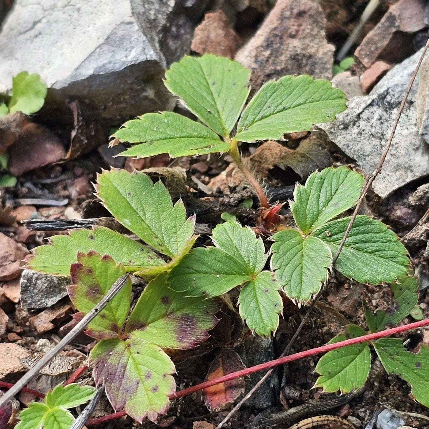 Wild Strawberry