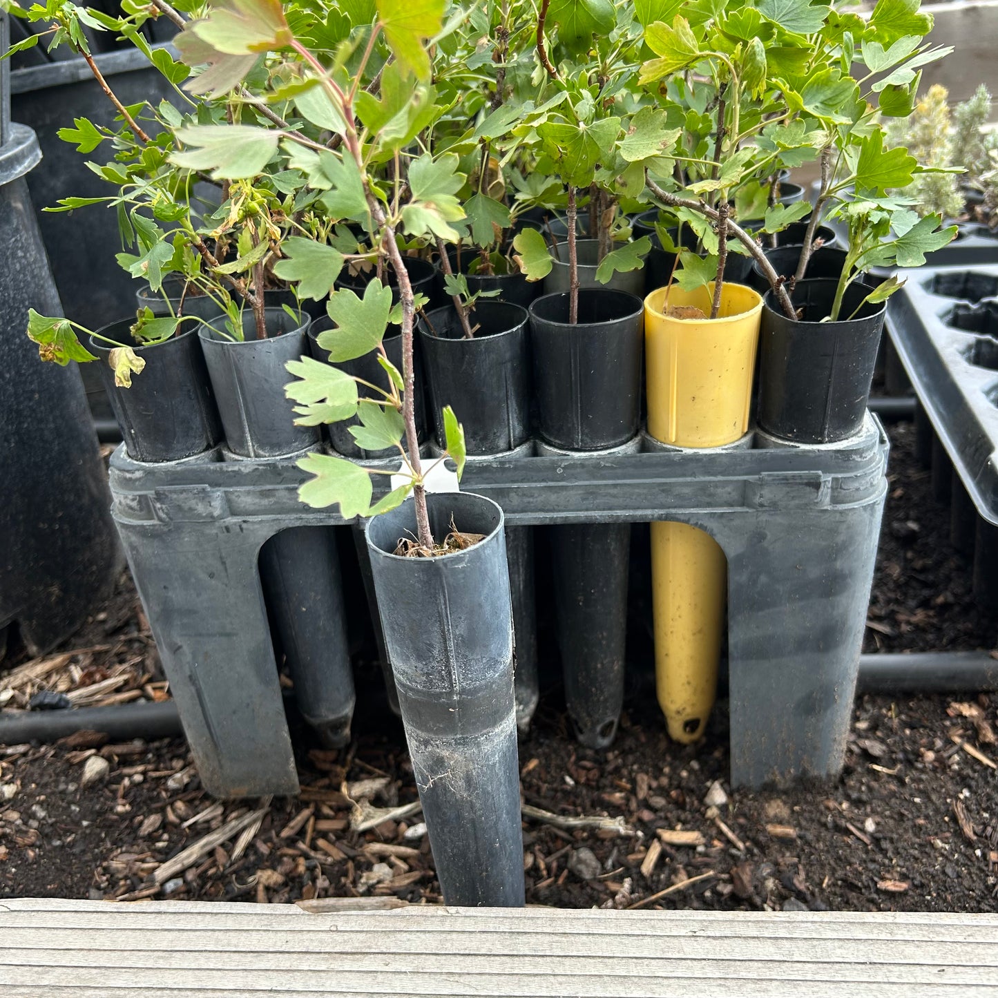 Golden Currant