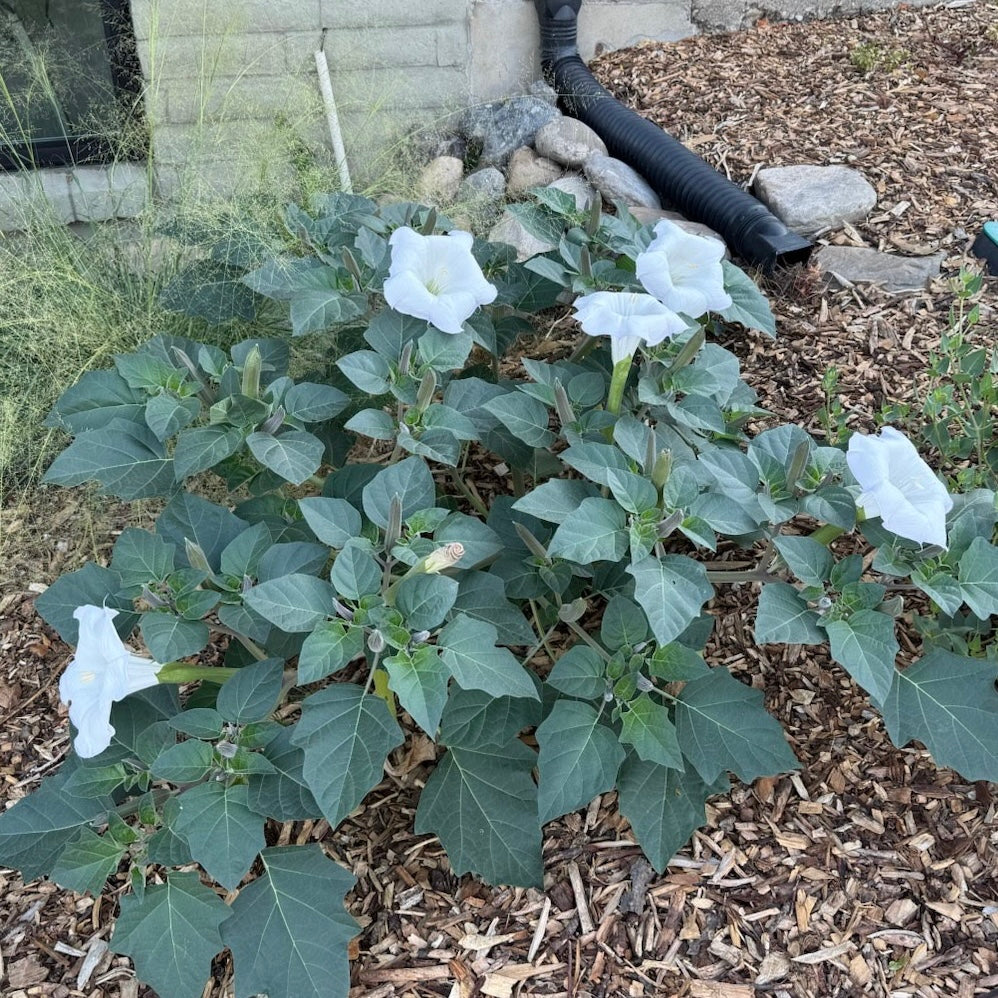 Sacred Datura