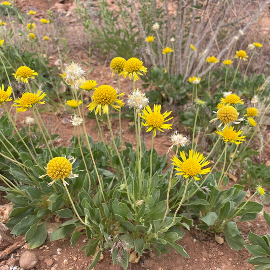 Parry's Blanket Flower