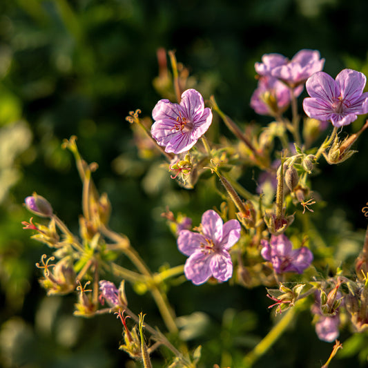 Sticky Geranium