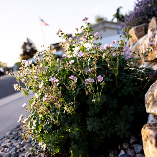 Sticky Geranium