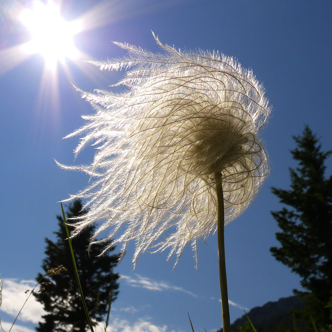 Prairie Smoke