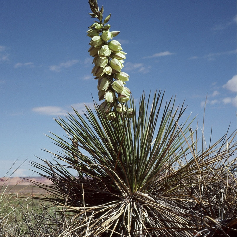 Harriman's Yucca