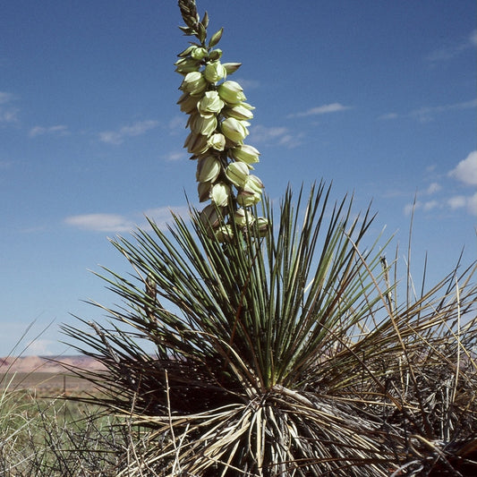 Harriman's Yucca