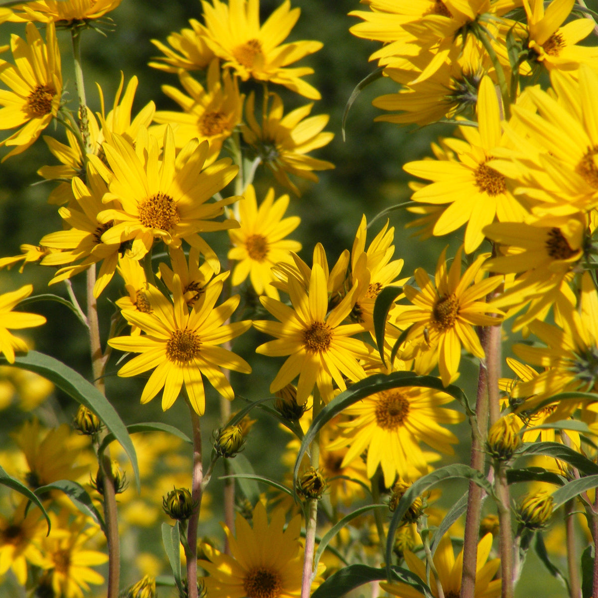 Maximilian’s Sunflower ‘Dakota Sunshine’