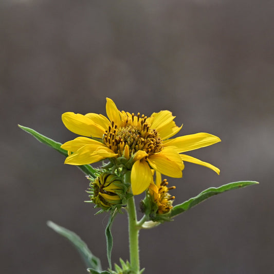 Maximilian’s Sunflower ‘Dakota Sunshine’