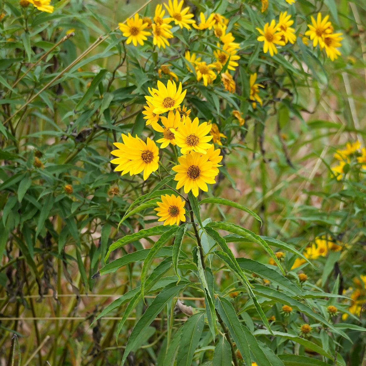 Maximilian’s Sunflower ‘Dakota Sunshine’